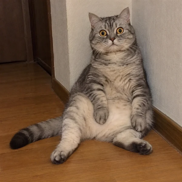 고양이 사진 674
