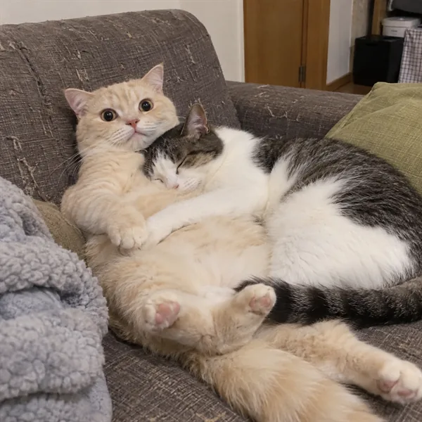 고양이 사진 432