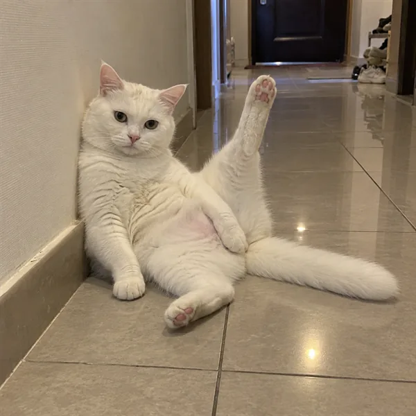 고양이 사진 479