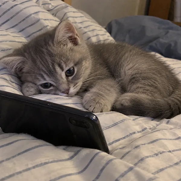 고양이 사진 456