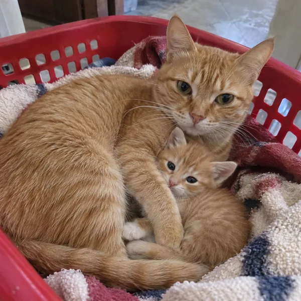 고양이 사진 451