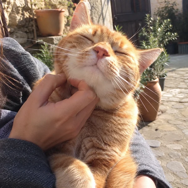 고양이 사진 695
