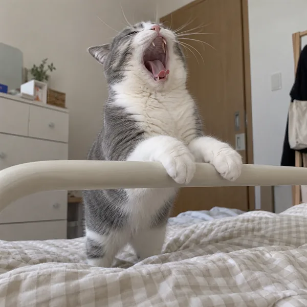 고양이 사진 114