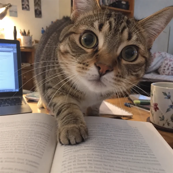 고양이 사진 631