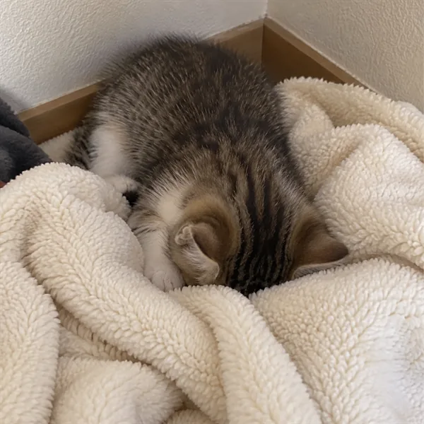 고양이 사진 455
