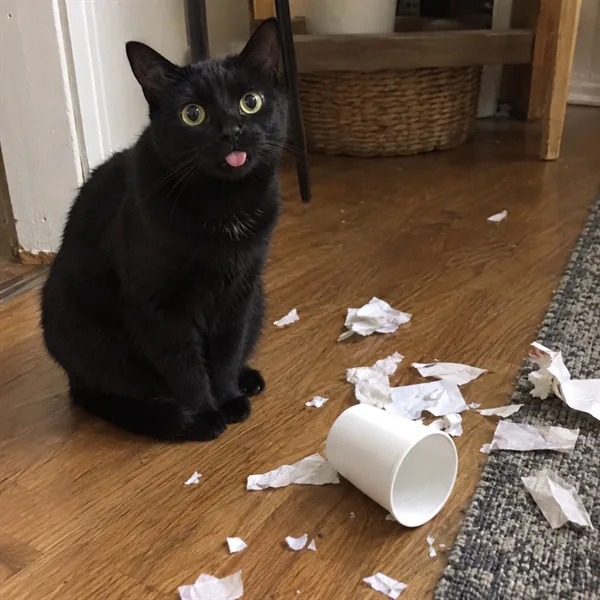 고양이 사진 260