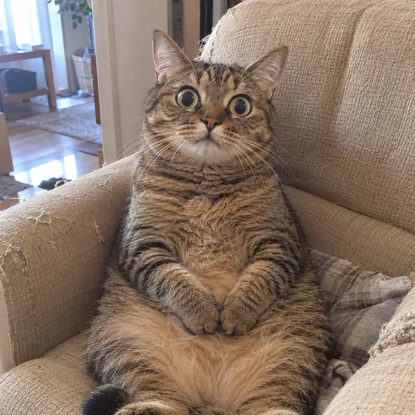 고양이 사진 079