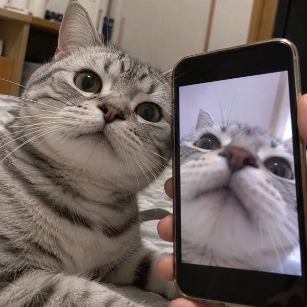 고양이 사진 214