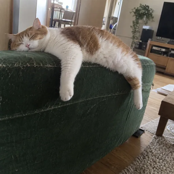 고양이 사진 025