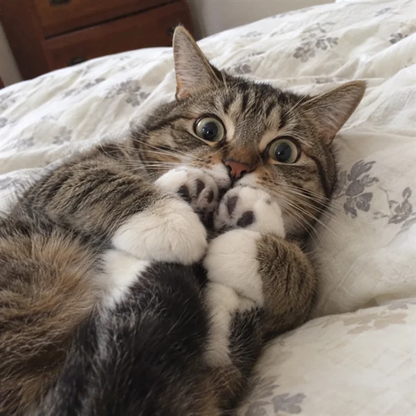 고양이 사진 670