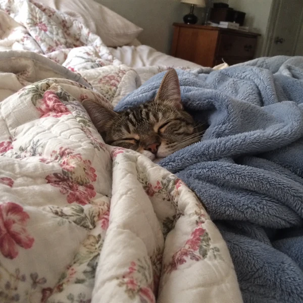 고양이 사진 590