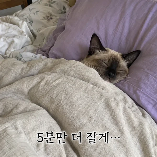 5분만 더 잘게…