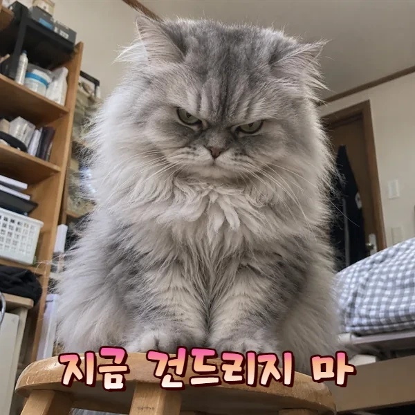 지금 건드리지 마