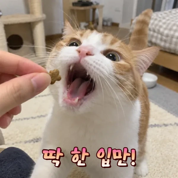 딱 한 입만!