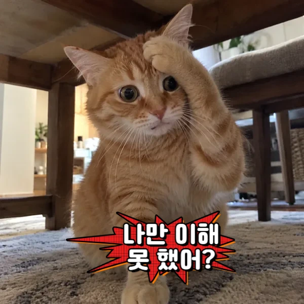나만 이해 못 했어?