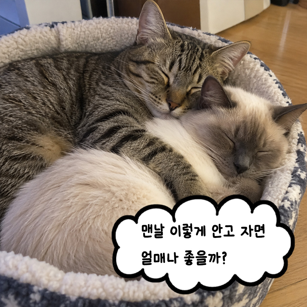 맨날 이렇게 안고 자면 얼마나 좋을까?