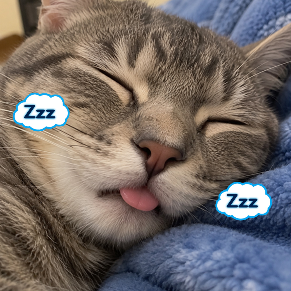 Zzz