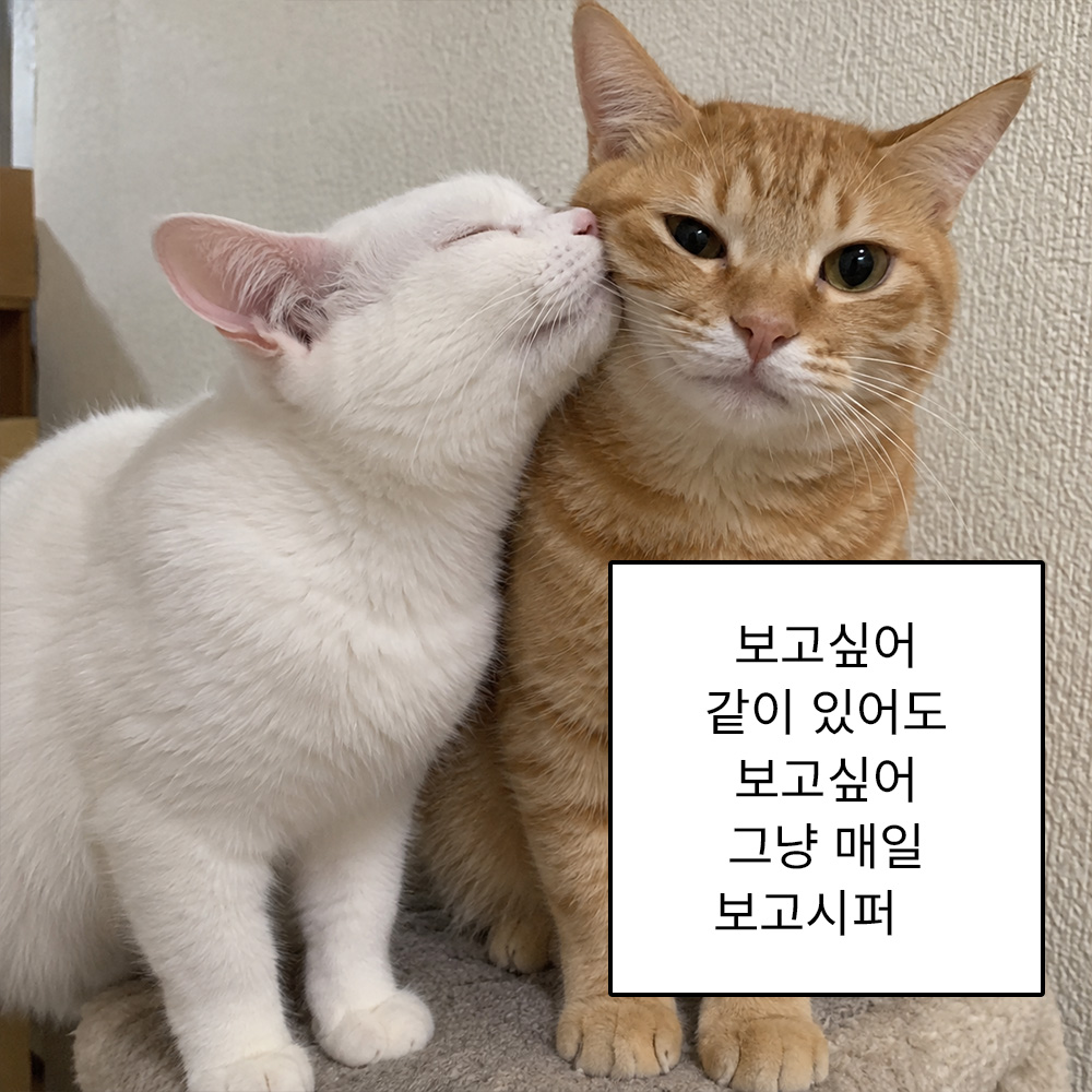 보고싶어 같이 있어도 보고싶어 그냥 매일 보고시퍼
