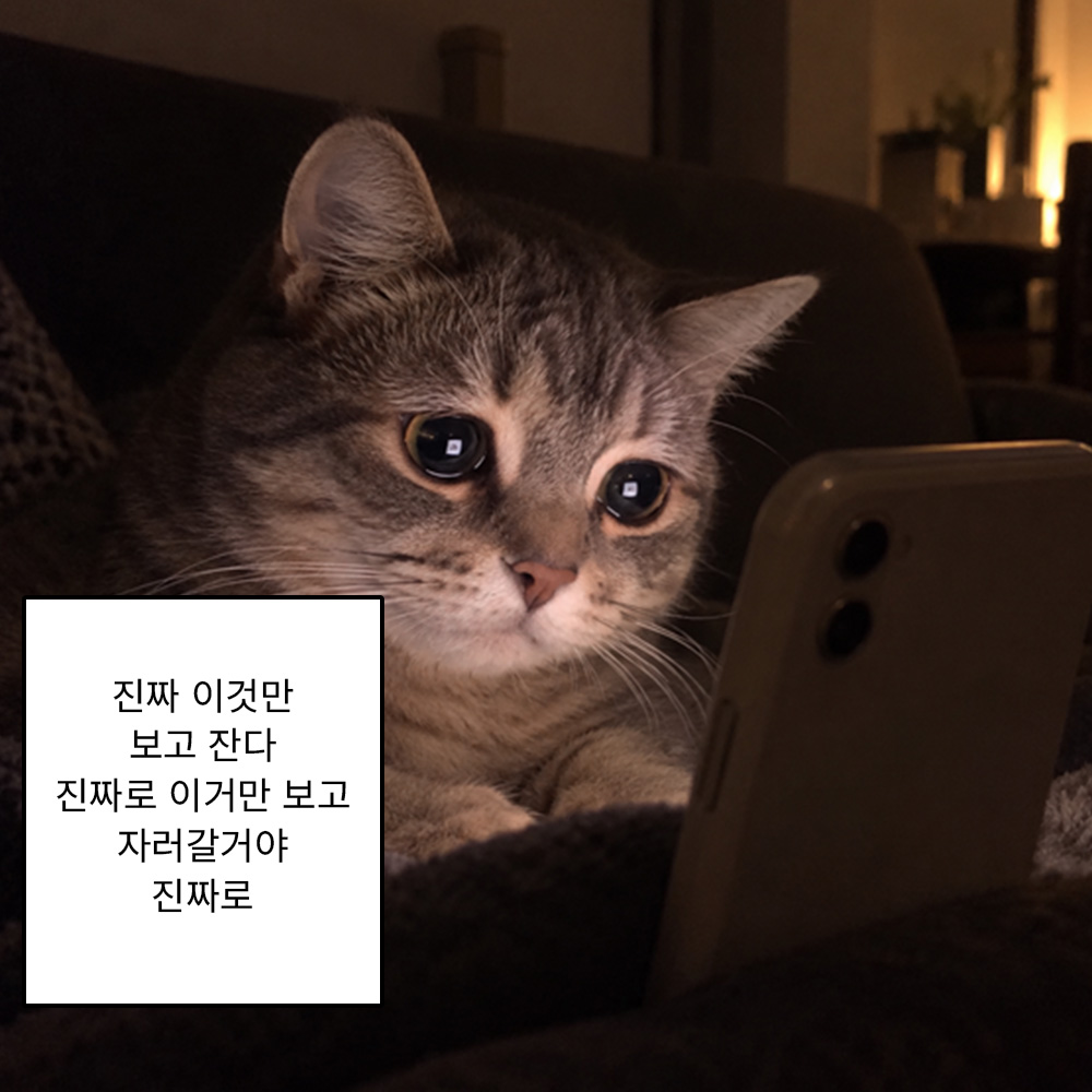진짜 이것만 보고 잔다 진짜로 이것만 보고 자리갈거야 진짜로