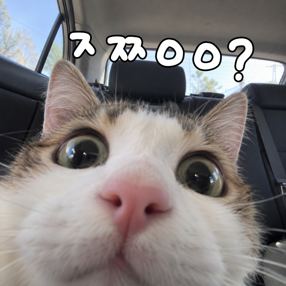 ㅈㅉㅇㅇ?