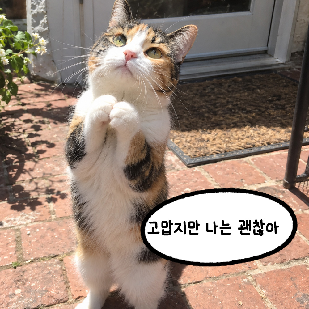 고맙지만 나는 괜찮아