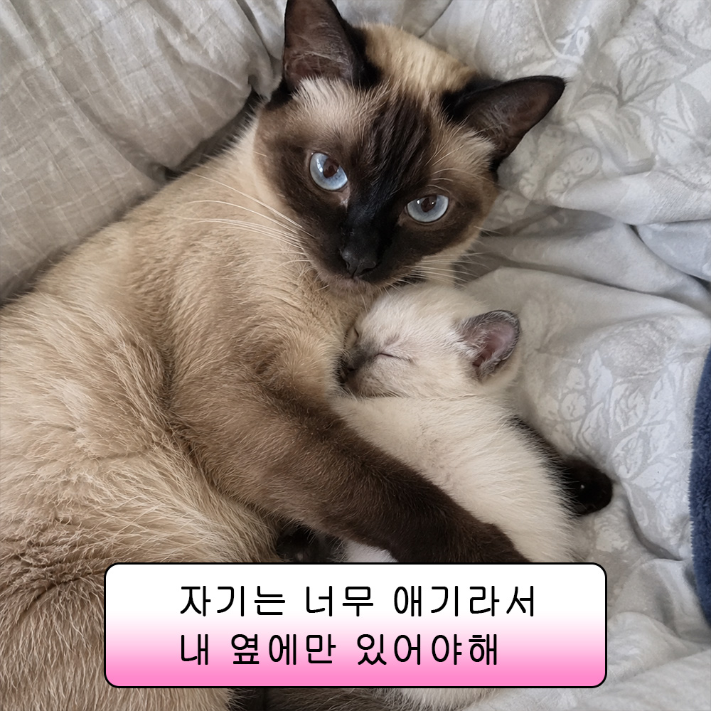 자기는 너무 애기라서 내 옆에만 있어야해