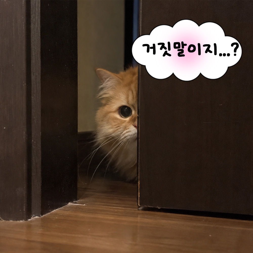 거짓말이지...?