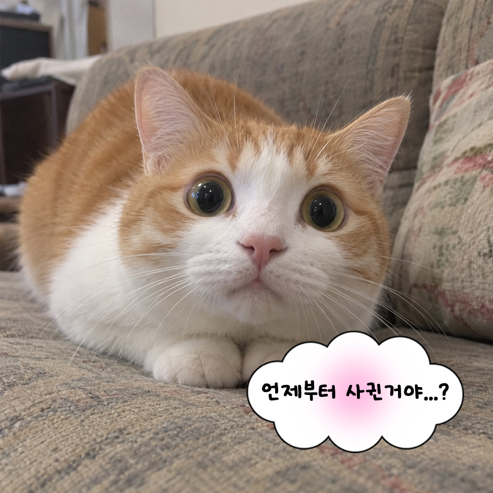 언제부터 사귄거야...?