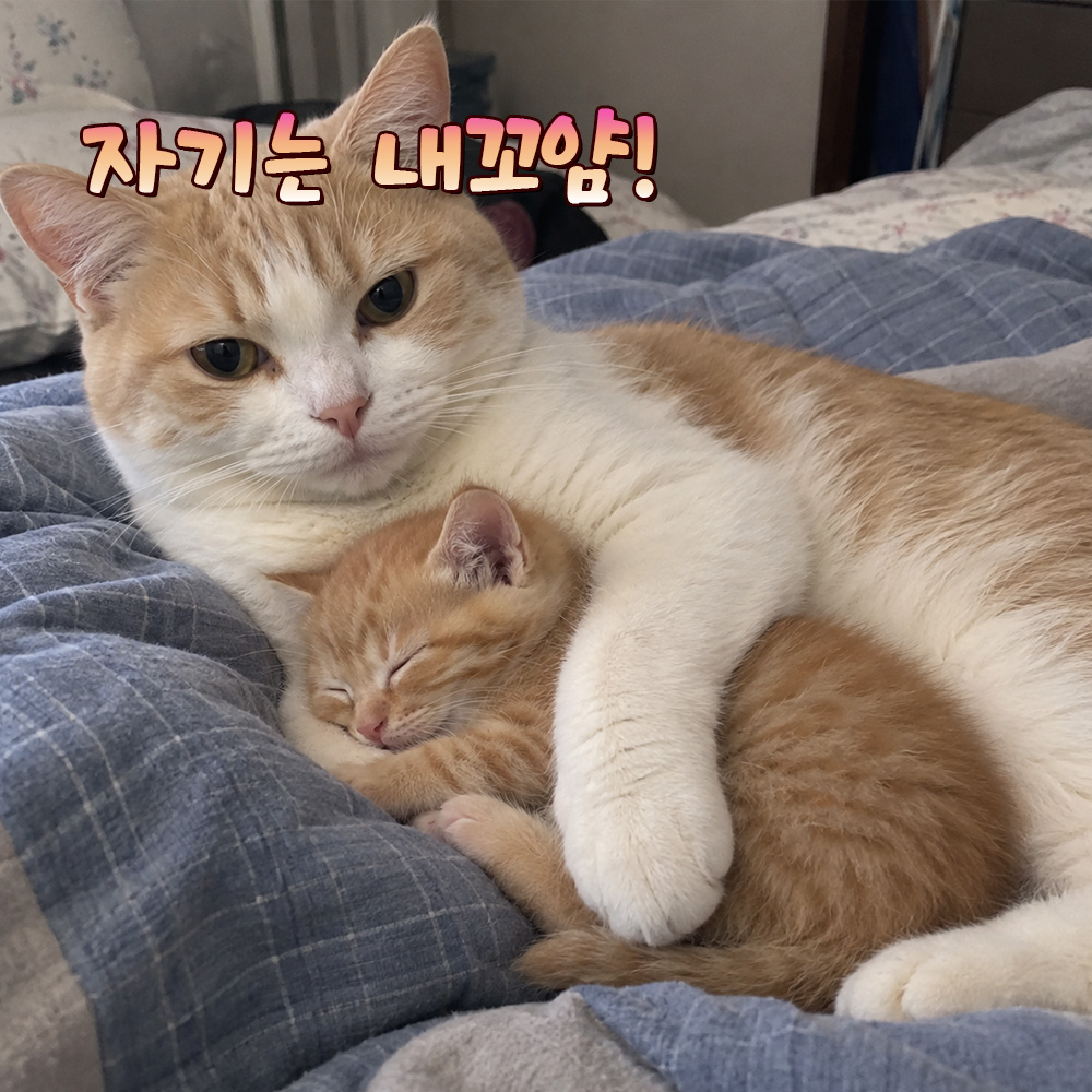자기는 내꼬야!