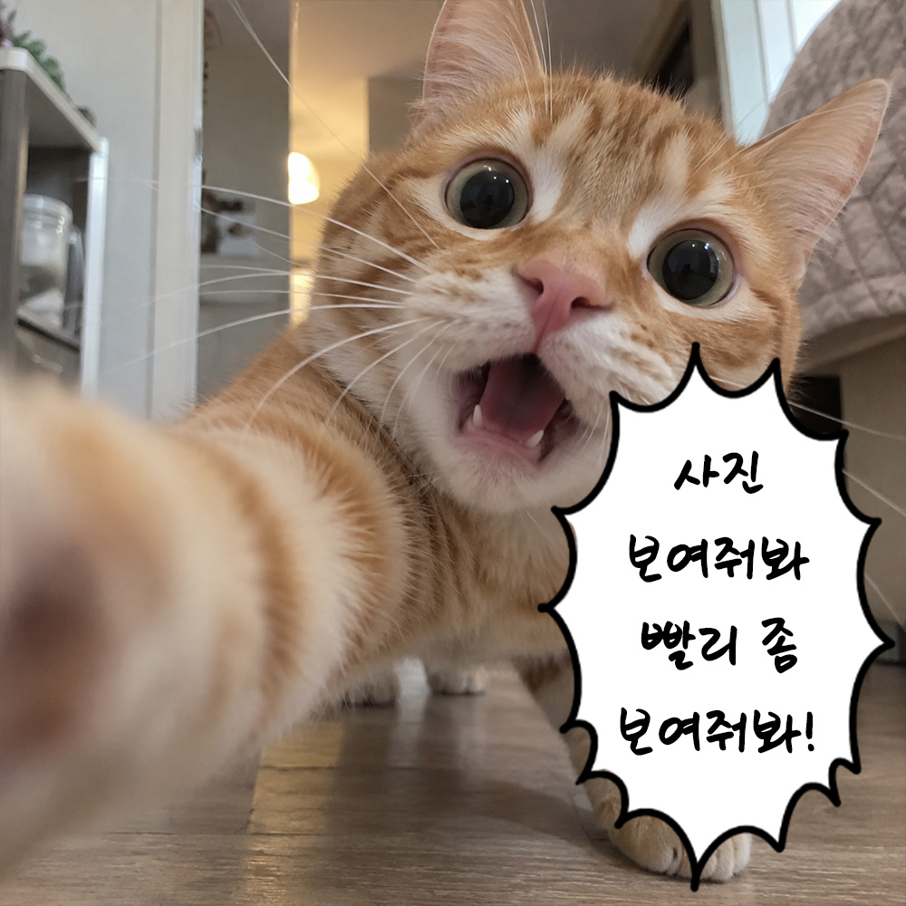 사진 보여줘봐 빨리 좀 보여줘봐!