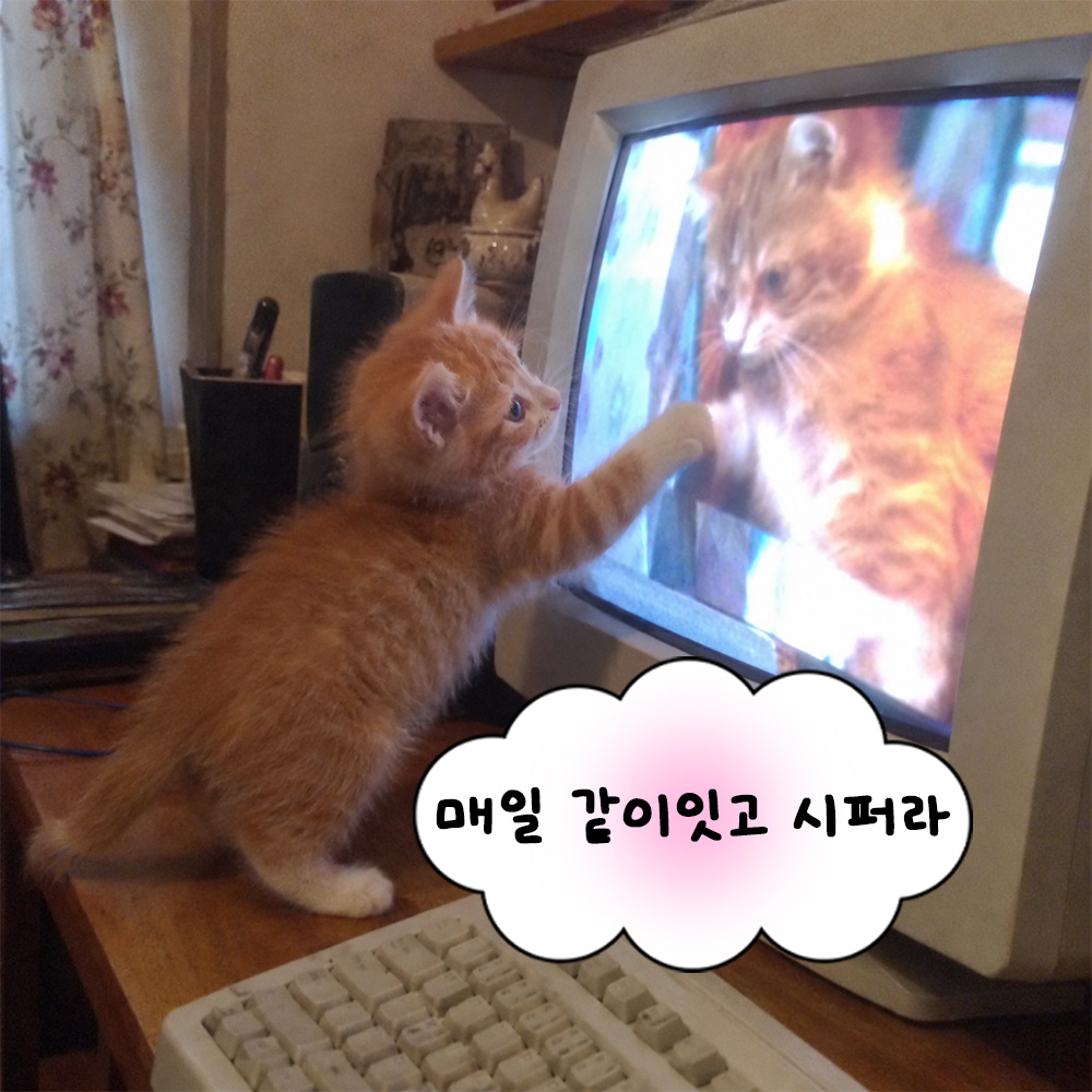 매일 같이있고 시퍼라