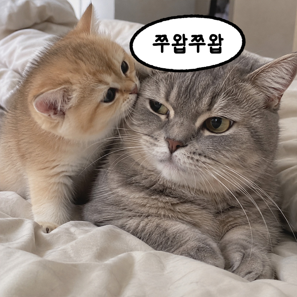 쭈압쭈압