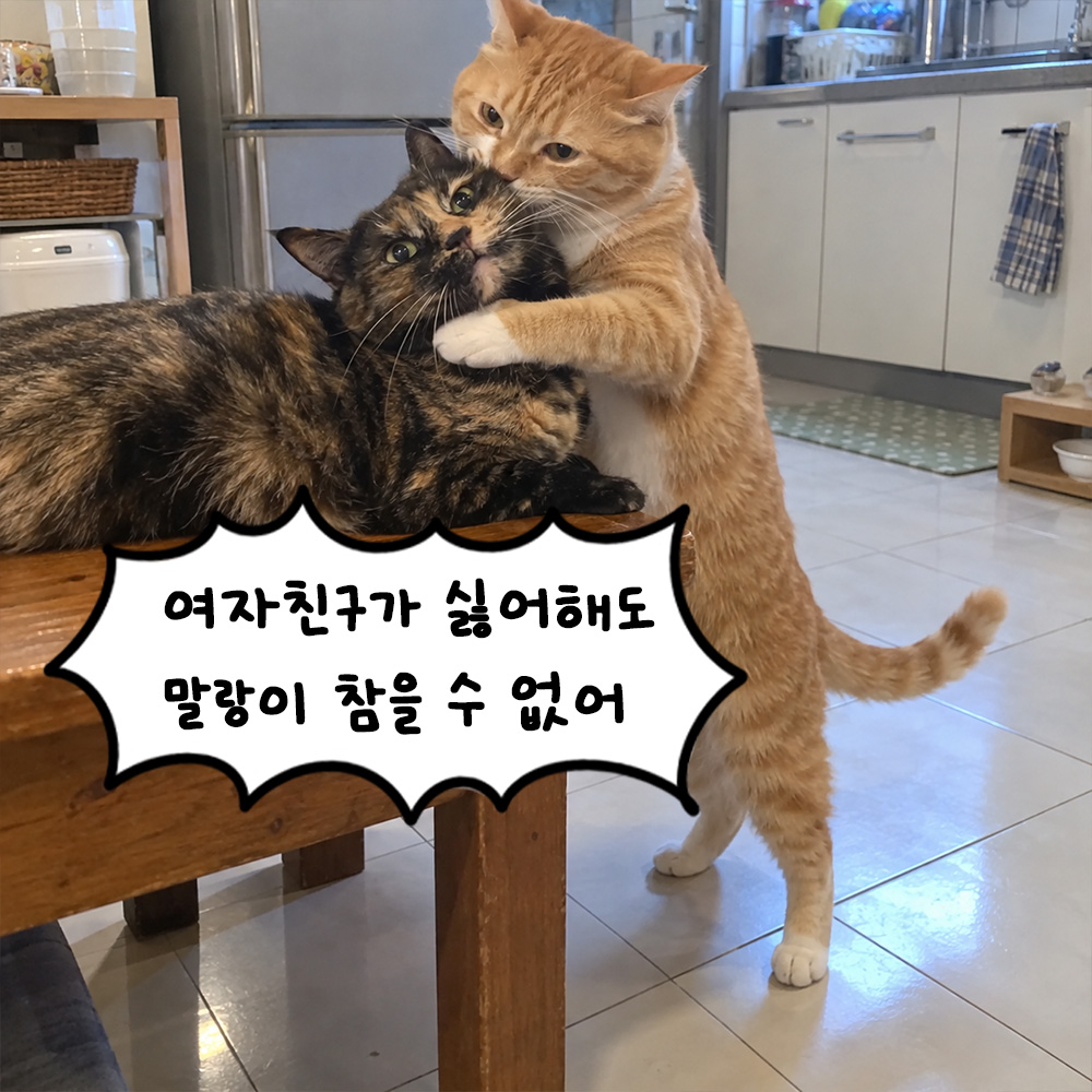 여자친구가 싫어해도 말랑이 참을 수 없어