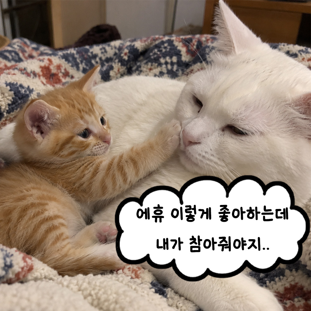 에휴 이렇게 좋아하는데 내가 참아줘야지..