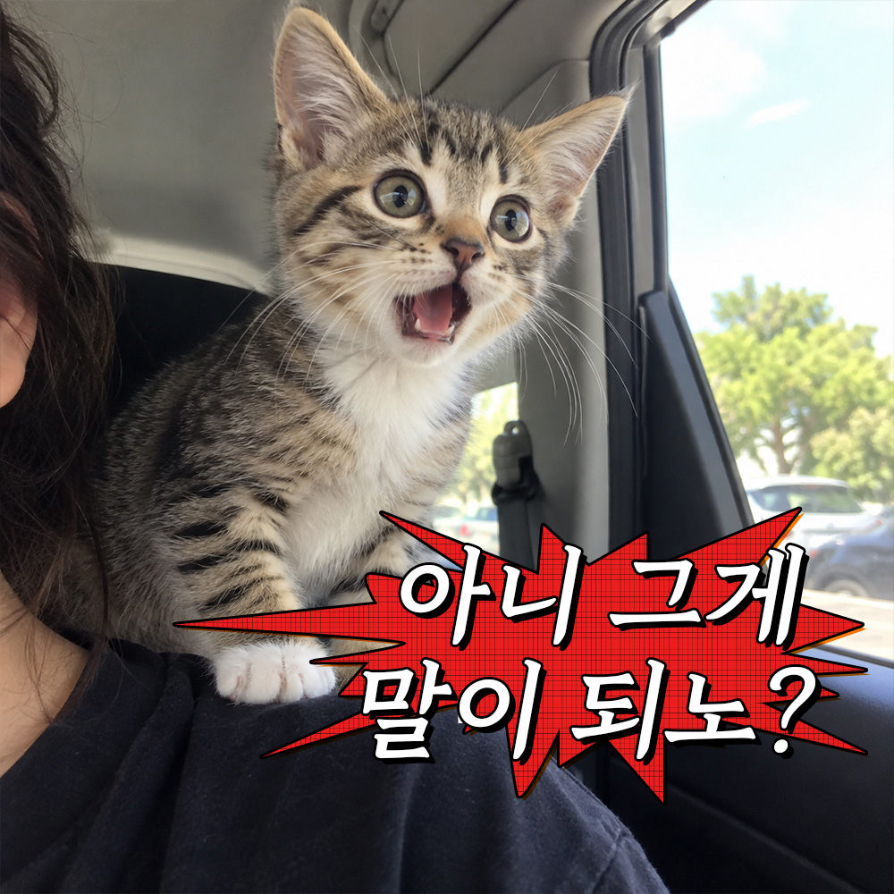 아니 그게 말이 되노?