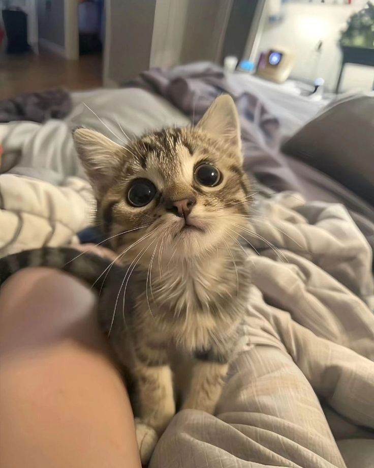 고양이 원본 070