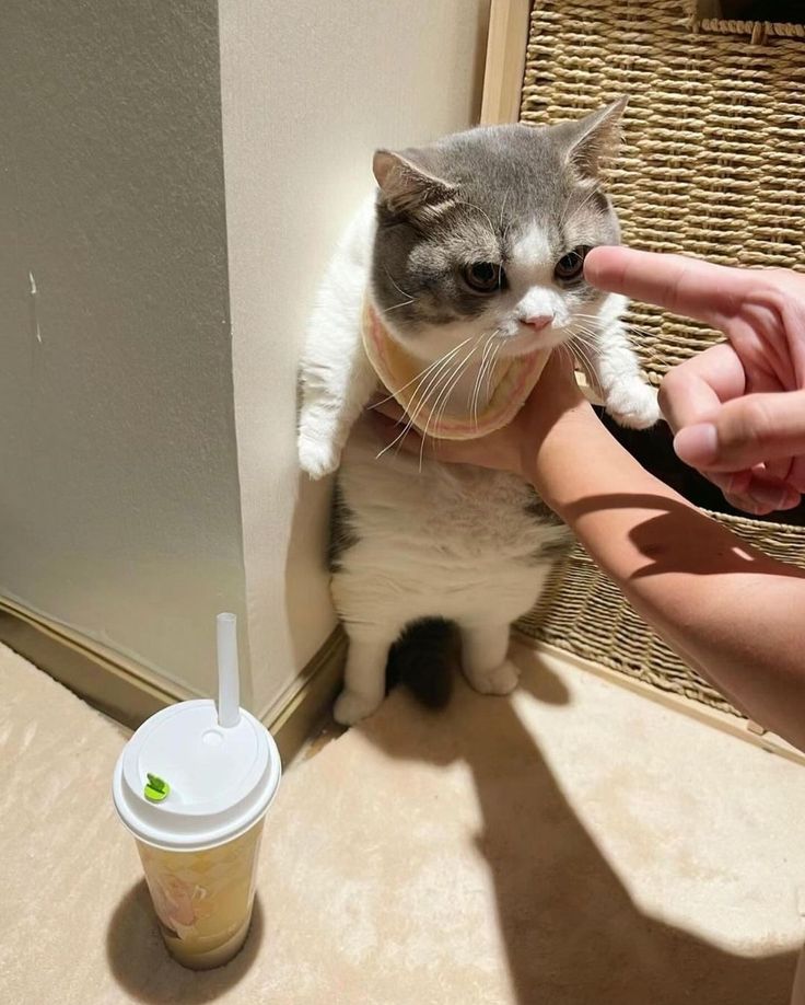 고양이 원본 215