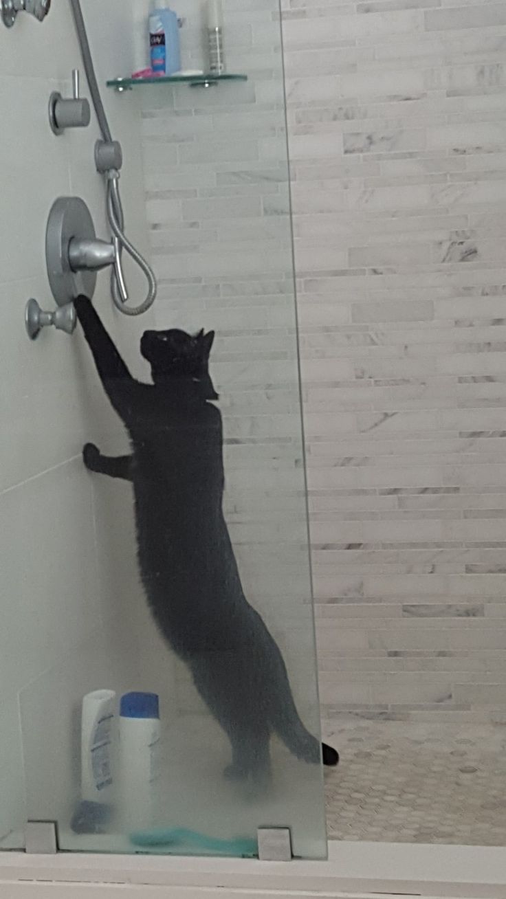 고양이 원본 212