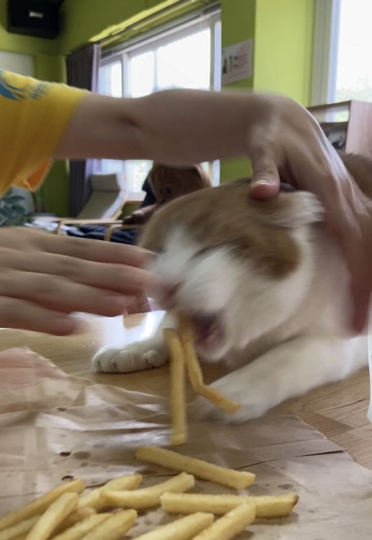 고양이 원본 344