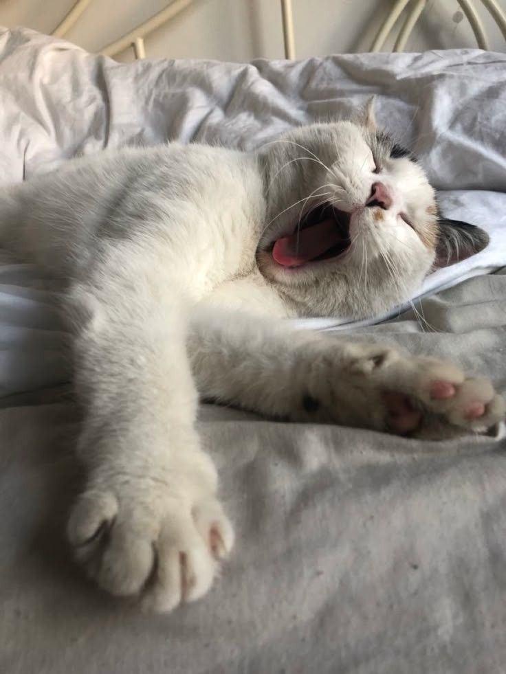 고양이 원본 711