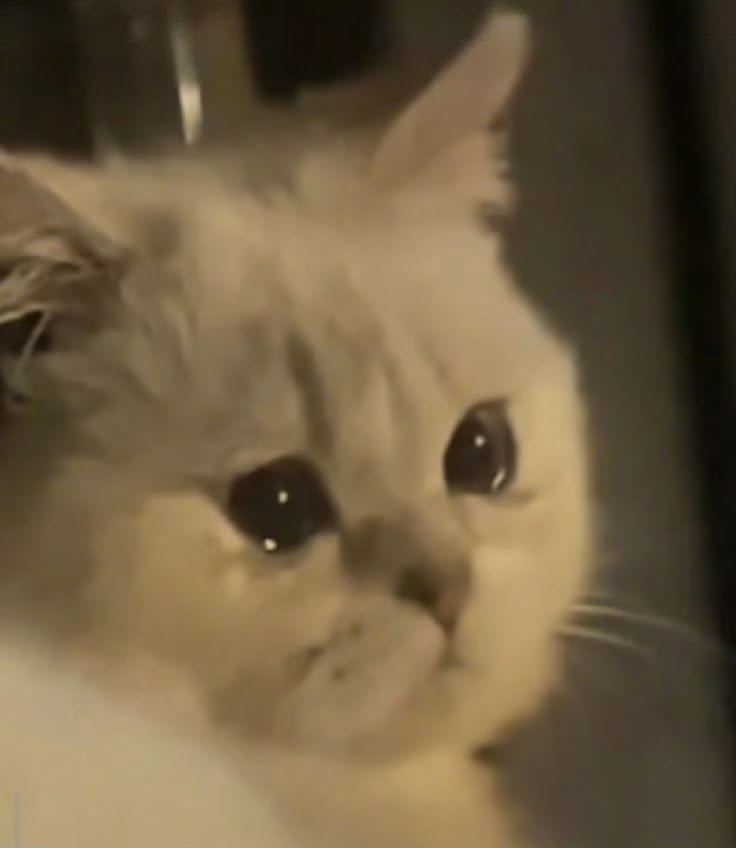 고양이 원본 491