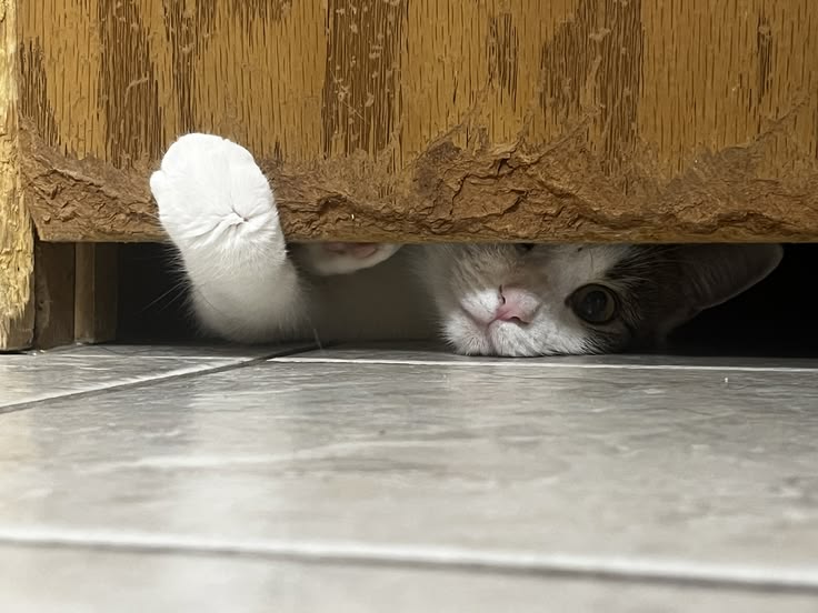 고양이 원본 027