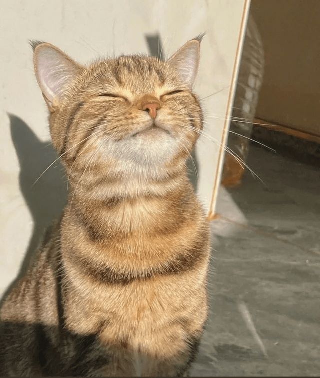 고양이 원본 227