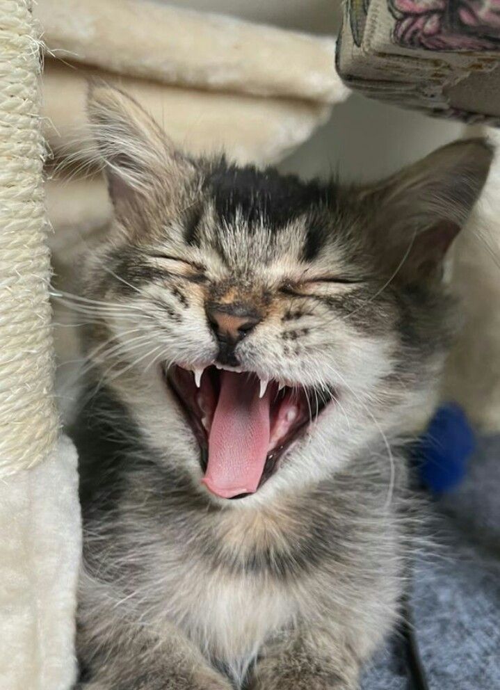 고양이 원본 454