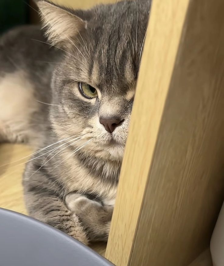 고양이 원본 449