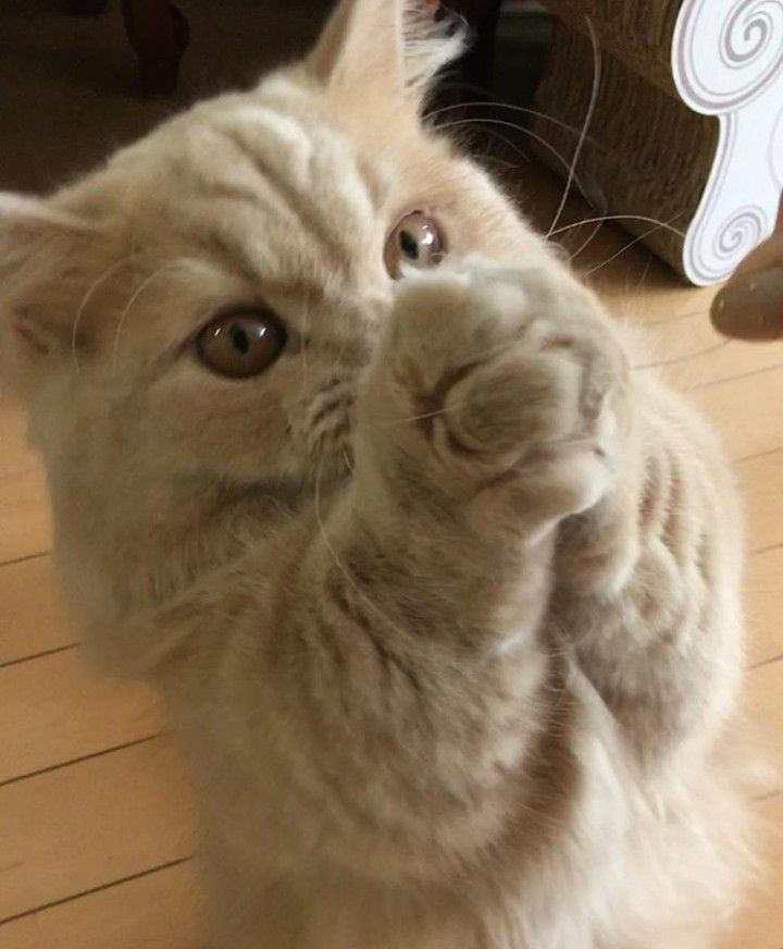 고양이 원본 245