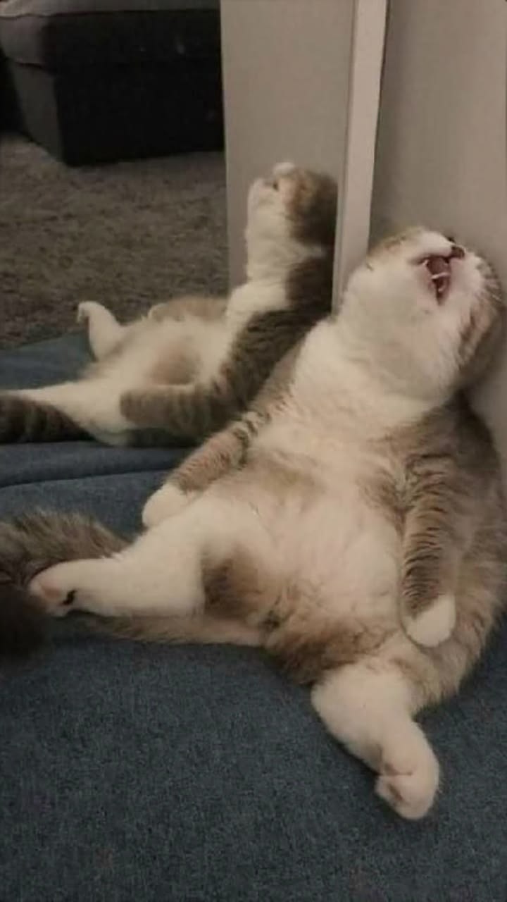 고양이 원본 293