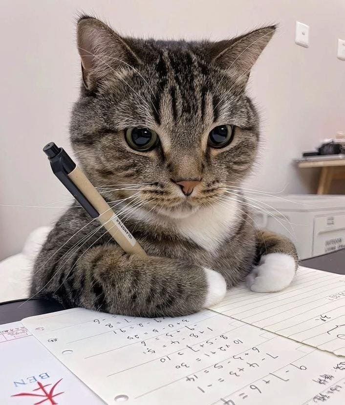 고양이 원본 277