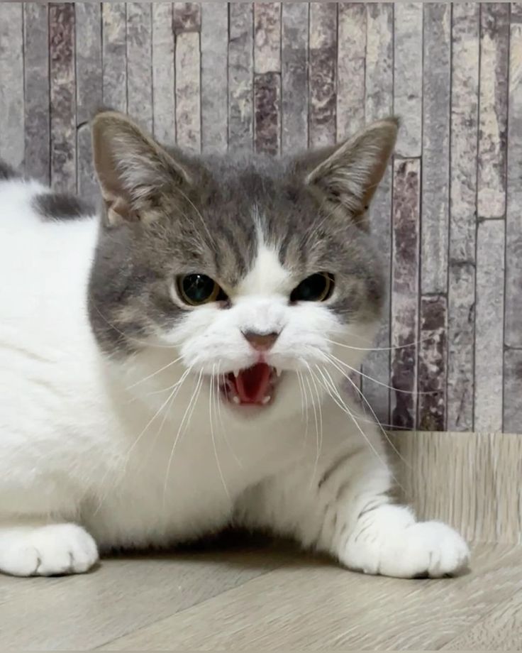 고양이 원본 266
