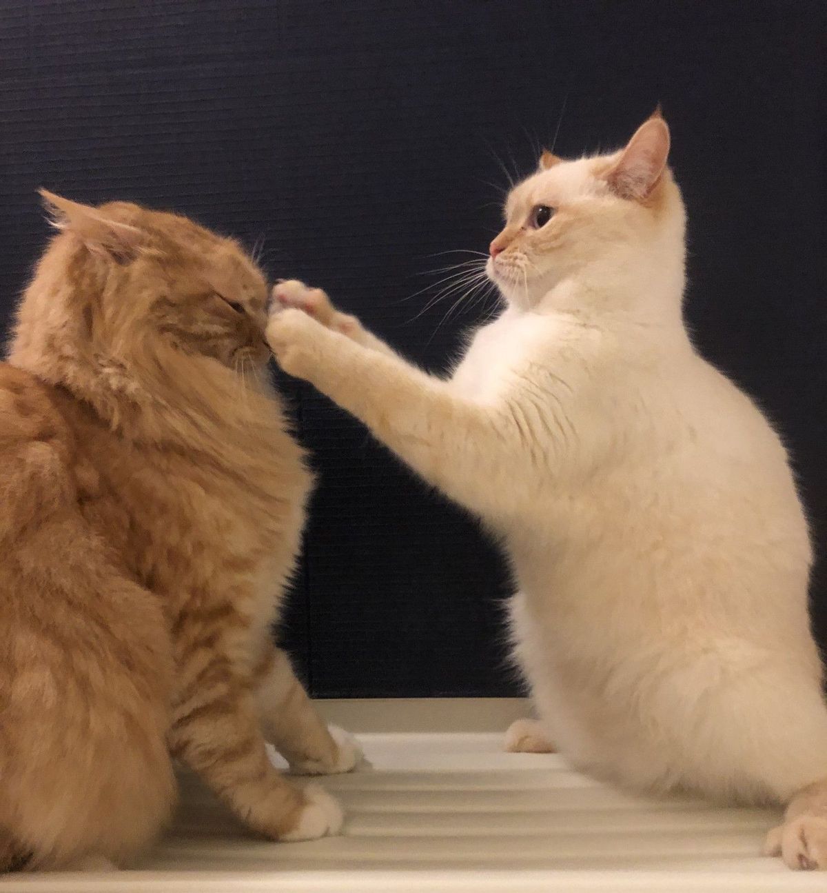 고양이 원본 556